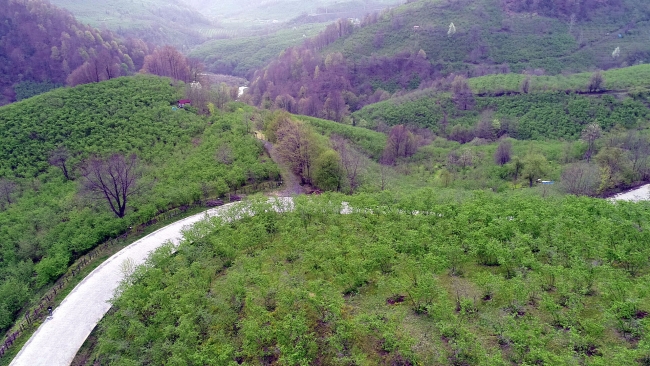 Karadeniz 'yeşil deniz' gibi